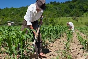 Ingreso laboral promedio en el sector agrario se redujo en el 2020 por pandemia