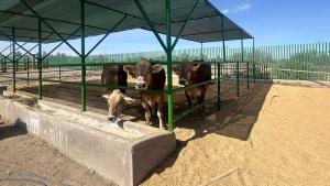 INIA implementa primer núcleo genético de ganado altoandino en Arequipa