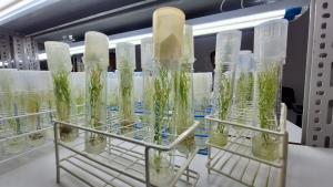 INIA impulsa la productividad y sostenibilidad de pequeños y medianos agricultores del país