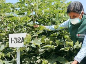 INIA impulsa programa de mejoramiento genético del algodón Pima