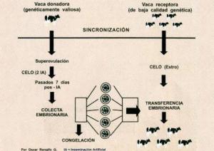 INIA PRESENTÓ TECNOLOGÍA QUE MULTIPLICA GANADO DE ALTA CALIDAD GENÉTICA  