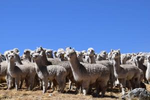 INIA realiza tratamiento de enfermedades parasitarias de alpacas en el distrito de Vinchos