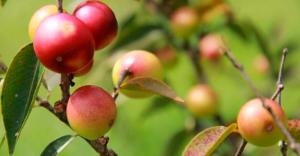 Instalarán planta de procesamiento de camu camu en Loreto