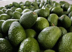 Inversiones en palta Hass se han paralizado