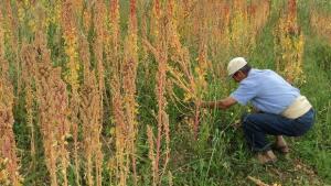 INVIERTEN MÁS S/. 1.3 MILLONES PARA RECONVERSIÓN DE ARROZ POR QUINUA