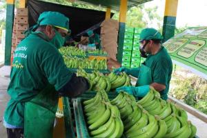 JNB: Producción de banano orgánico disminuirá 10% este año