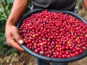 JUNÍN: EMPRESA REALIZARÁ SU PRIMER ENVÍO DE 60 QUINTALES DE CHERRY COFFEE A CHINA