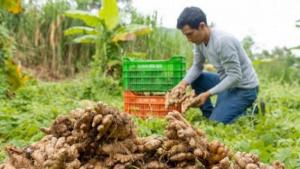 Junín invertirá más de S/ 80 millones para el desarrollo de la cadena productiva del jengibre