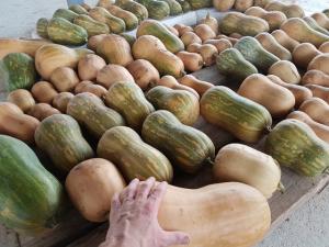 KeyPerú proyecta exportar 520 toneladas de calabazas butternut este año