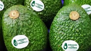 La agroindustria colombiana del Aguacate Hass presenta su marca país