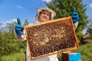 La apicultura, una actividad económica que cumple un rol decisivo en la agricultura
