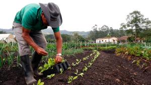 La crisis sanitaria y la urgente atención al agro