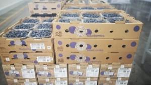 La escasez de cajas y embalajes es un riesgo para la cadena agroexportadora peruana
