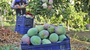 La Formación: Clave para obtener Mangos Peruanos más Eficientes y Sostenibles