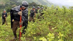 “La industrialización de la coca es inviable”