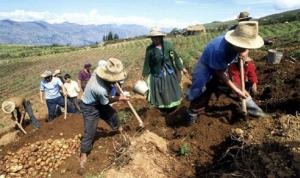La informalidad en el sector agrícola peruano supera el 90%