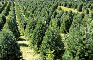 La Libertad: sembrarán 5 millones de pinos en las cabeceras de cuenca al 2021