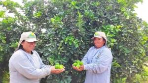 "La lima peruana tiene un 25% más de jugo que la lima mexicana"