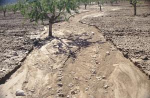 LA MITAD DEL VALLE CHANCAY-LAMBAYEQUE ESTÁ SALINIZADO