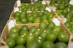 La palta sigue en carrera meteórica en el exterior