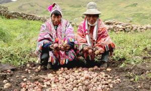 La papa participó con el 6.5% del valor bruto de la producción agropecuaria nacional y el 10.6% de la producción nacional agrícola en 2021