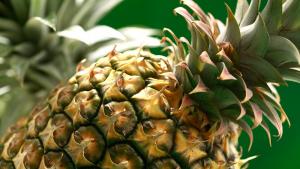 La piña mantendrá su tendencia alcista en el mercado internacional de cara al 2026