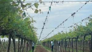 La poda de formación en el norte del Perú es mucho más que fertilizar