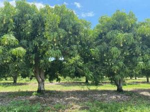 La producción australiana de mango se incrementa y en las próximas semanas se prevén volúmenes abundantes