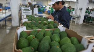 La tendencia de la palta peruana es seguir incrementando sus áreas productoras