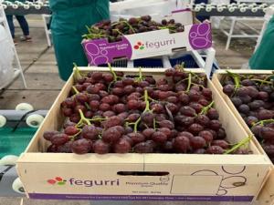 La uva de mesa en Piura se encuentra en el tramo final de la cosecha, con buenos volúmenes y calidad