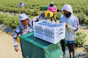 Lambayeque: distrito de Olmos cercano al pleno empleo