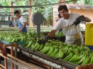 LANZAMIENTO DEL INSTITUTO PERUANO DEL AGRO EN PIURA