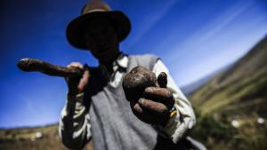 Las amenazas que se ciernen sobre las papas