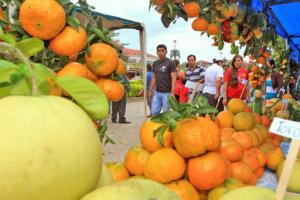 LAS NARANJAS LIDERAN LA PRODUCCIÓN DE CÍTRICOS EN BOLIVIA