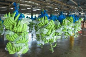 LÍDERES EN EXPORTACIÓN DE BANANO ORGÁNICO