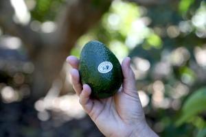 Lluvias impulsan productividad de la palta en California