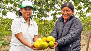 Logro: Agrícola Verde Innovación comercializa maracuyá orgánico para exportación