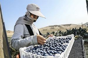 Los arándanos se perfilan como un nuevo producto de origen peruano