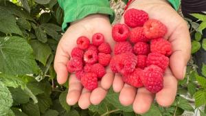 Los frutos rojos: ¿la próxima gran oportunidad para la agoexportación peruana?