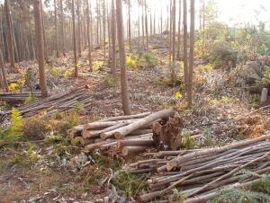 LOS NEGOCIOS FORESTALES, UNA ALTERNATIVA RENTABLE Y NECESARIA