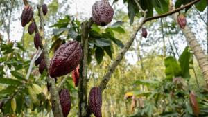 Los principales productores de cacao pidieron a la UE que se demore el pacto verde