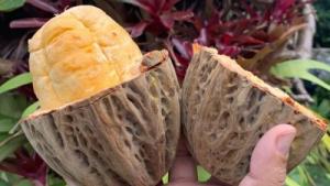 Macambo: el superalimento de la Amazonía por descubrir