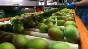 Mango de Puerto Rico busca su propio Sello de Calidad