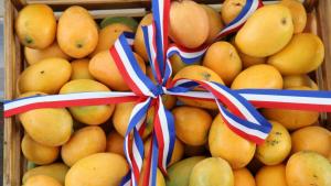 Mango dominicano crecería entre 25% y 30% en 2024