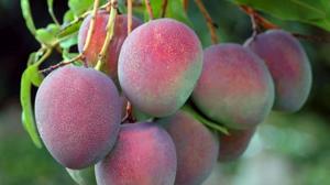 Mango será el primer cultivo que se afectará por El Niño