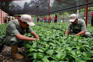 MÁS DE 1.400 HECTÁREAS DE COCA SERÁN RECONVERTIDAS EN EL VRAEM