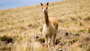 Más de 300 mil vicuñas albergan en Perú