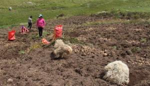 Más de mil hectáreas de cultivos afectados por heladas en Huancayo y Huancavelica