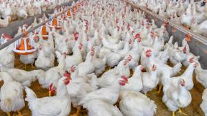 Mayor colocación de pollos BB impulsó la producción de ave en junio de 2026
