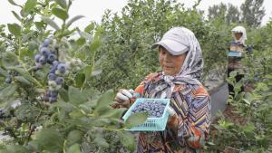 Menor productividad de arándanos en la campaña 2023/2024 generó que se requiera menos mano de obra